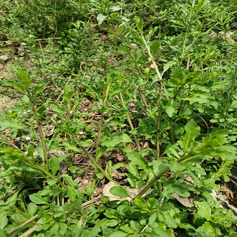 枸杞野生叶菜新鲜嫩芽现摘嫩头叶清火益眼野菜叶菜类