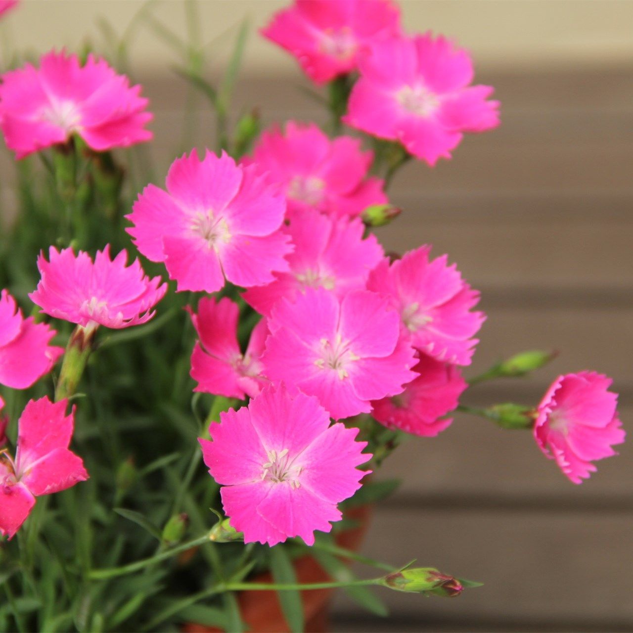 花草植物耐寒石竹草坪花卉四季开花盆栽地被时令草本花卉