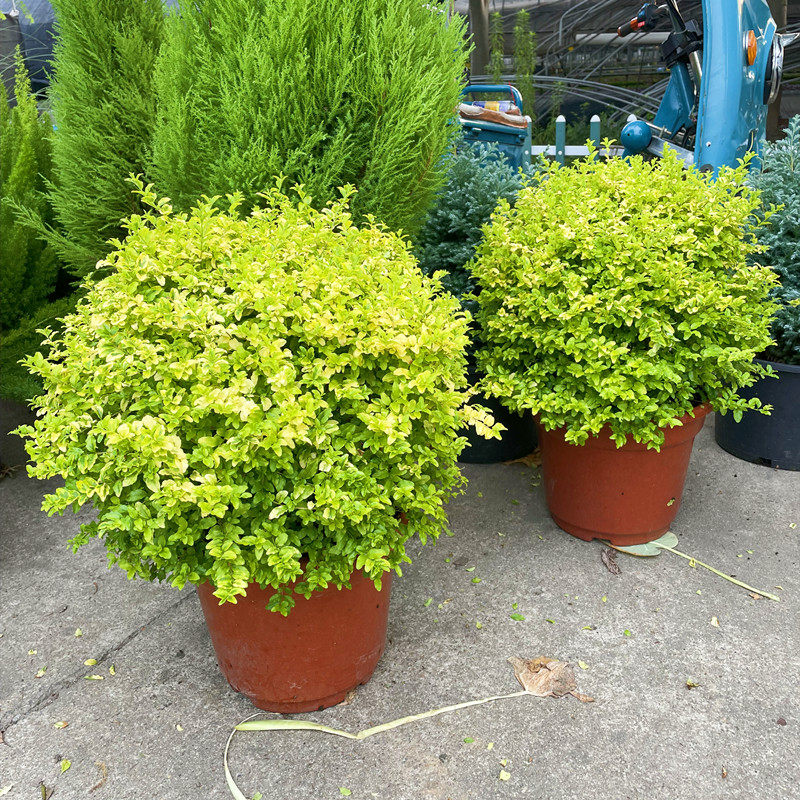 金叶女贞棒棒糖造型盆栽庭院阳台耐热耐晒木本绿植