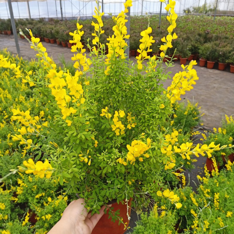 黄金雀室外好养包多年生量多花卉阳台带花花苗金雀花时令草本花卉