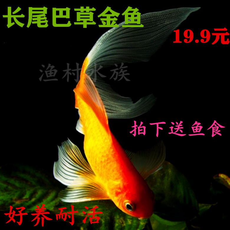 草金活体淡水观赏鱼全红红白五花金鱼芙蓉鱼单鱼