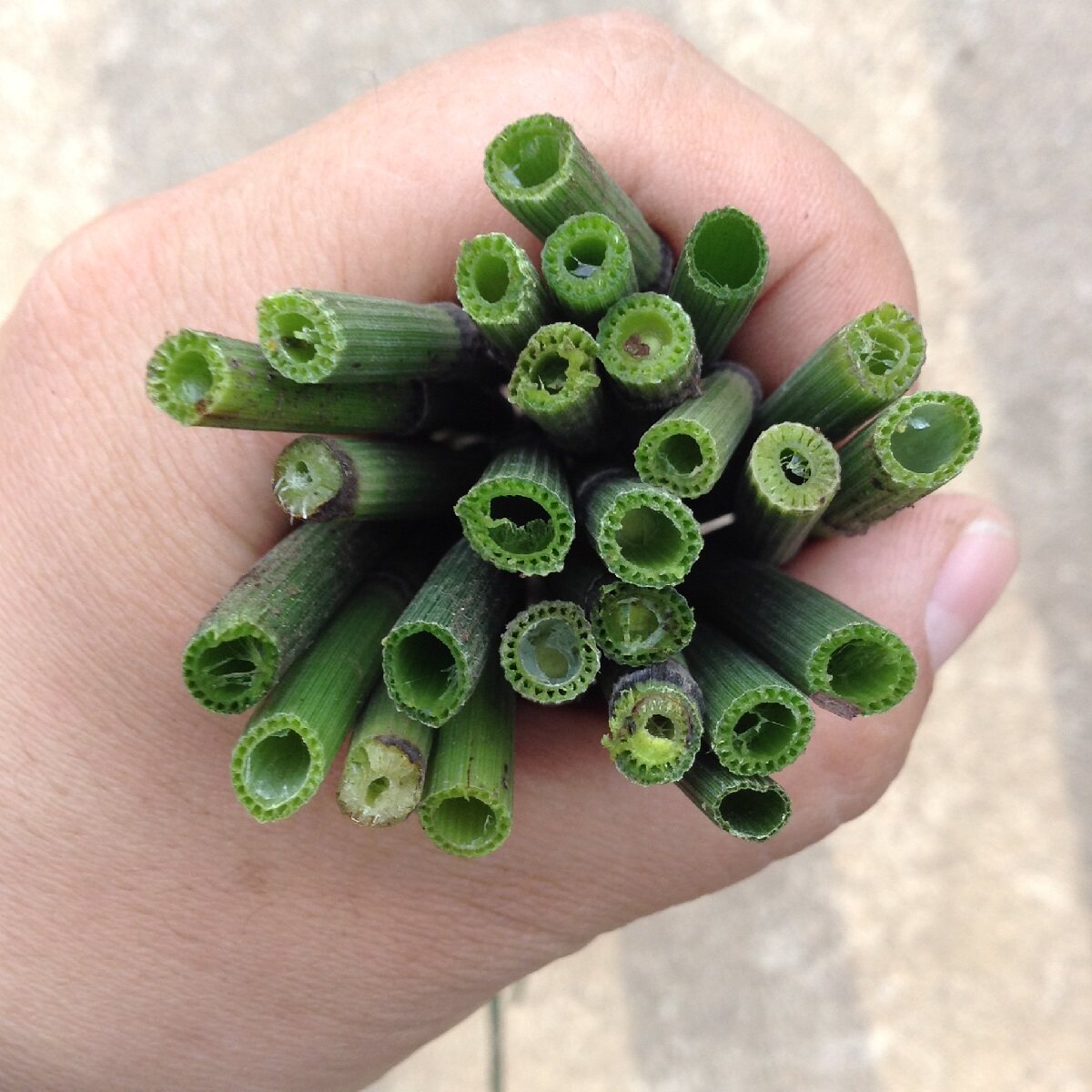 野生节节新鲜干木贼草节骨草中药材笔管打磨500g其他药食同源食品