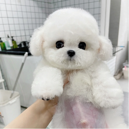 纯种比熊犬幼犬宠物宠物狗狗狗活体小型犬立耳比其他