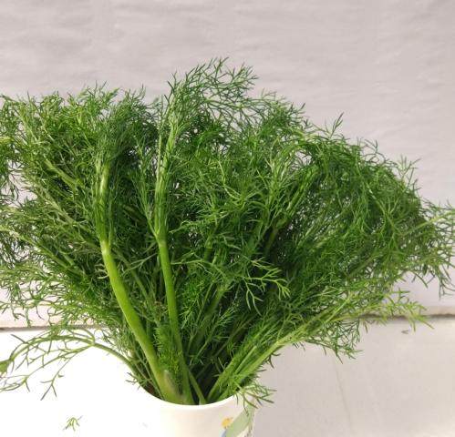 莳萝洋茴香新鲜香料1包深圳配送关内市区快至2-3小时送达