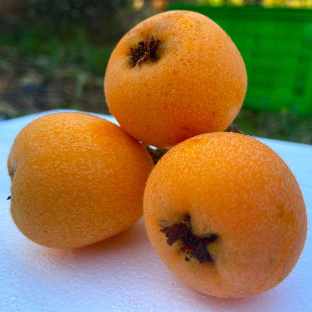 每天发货大凉山德昌高山枇杷应季整箱中果大果包邮老少孕妇小孩