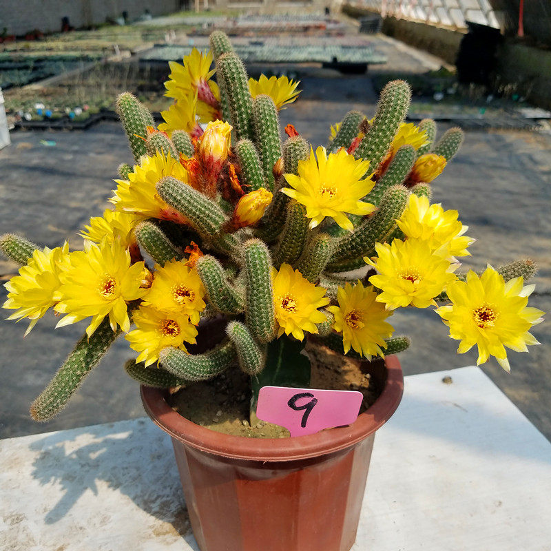 黄花植物柱多猴尾金条白檀黄金条妞钮黄金仙人掌多肉植物