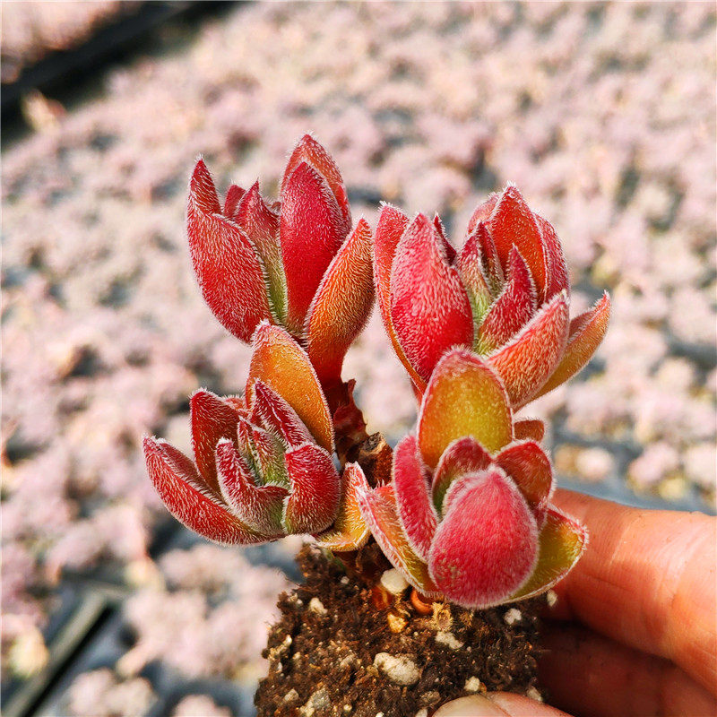 多肉焰芒锁龙植物进口花卉盆栽绿植大棚直销多肉植物