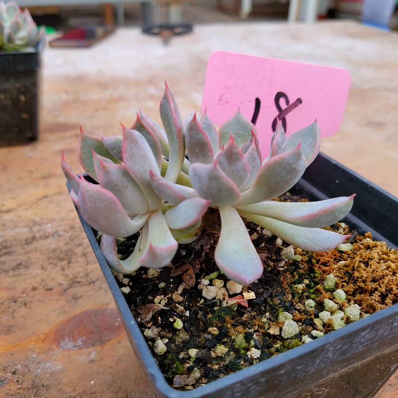 粉爪砍头老桩进口花卉盆栽绿植大棚直销肉妞多肉植物