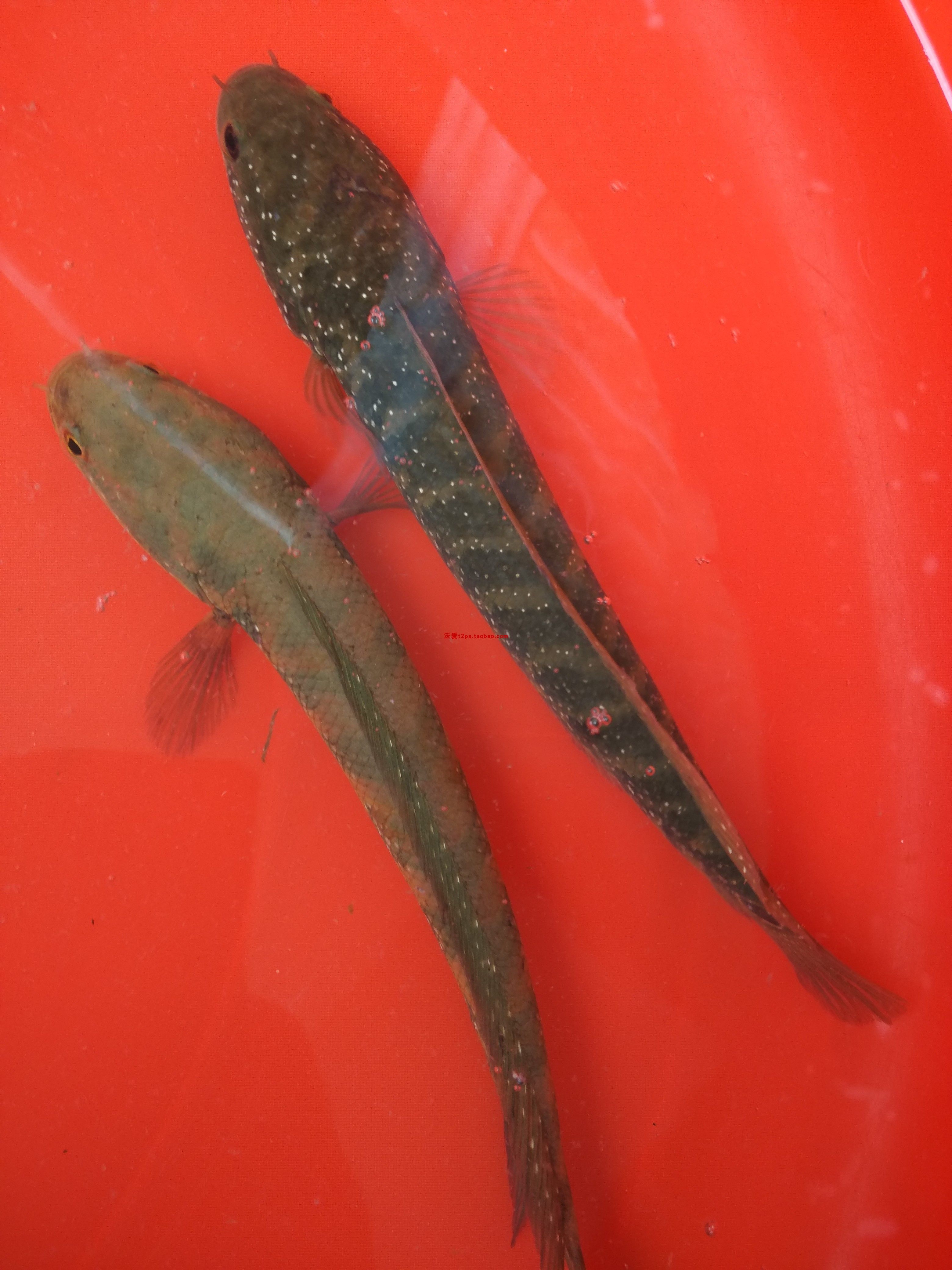 冷水雷龙鱼秤星龙鱼原生态观赏补药滋补食用斑鱼鱼