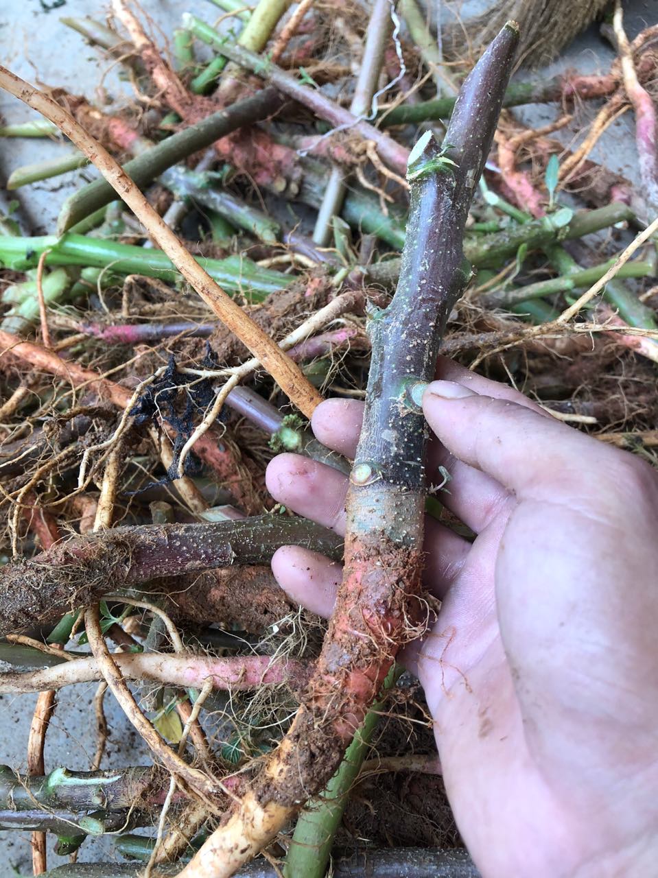 野生红梗苋菜菜根500克现采品包红刺假苋中草药其他药食同源食品