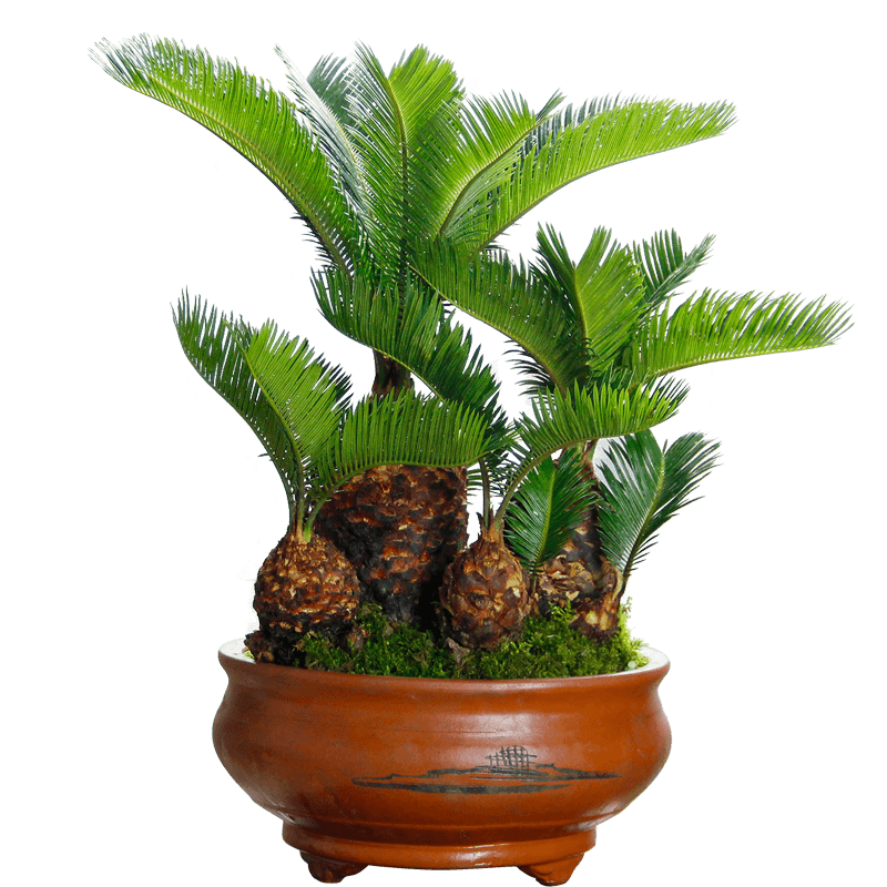 铁树盆栽多头艺术名贵盆景送礼品长辈领导室内绿植高档大小型老桩