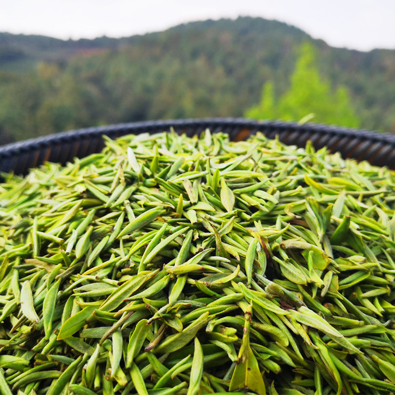 2021年新茶贵州毛尖茶叶威宁高山云雾绿茶明前其它绿茶