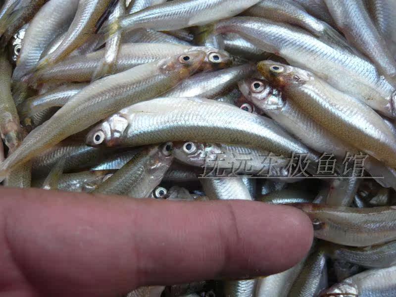 黑龙江东北特产抚远县特产天纯江鱼野生鱼黄瓜香鱼新鲜小鱼开江鱼