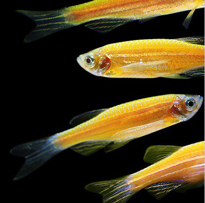 荧光蝶翼斑马鱼长活体小型热带草缸观赏鱼科群鱼