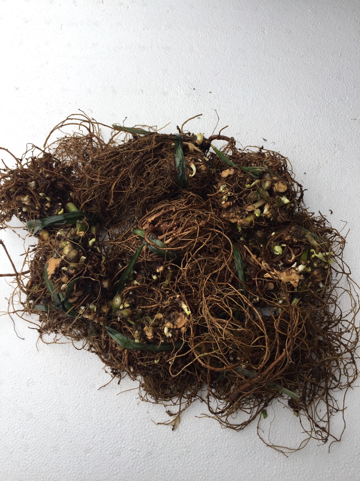 野生种植川芎种子蔬菜新品3把包邮清香叶子叶菜类