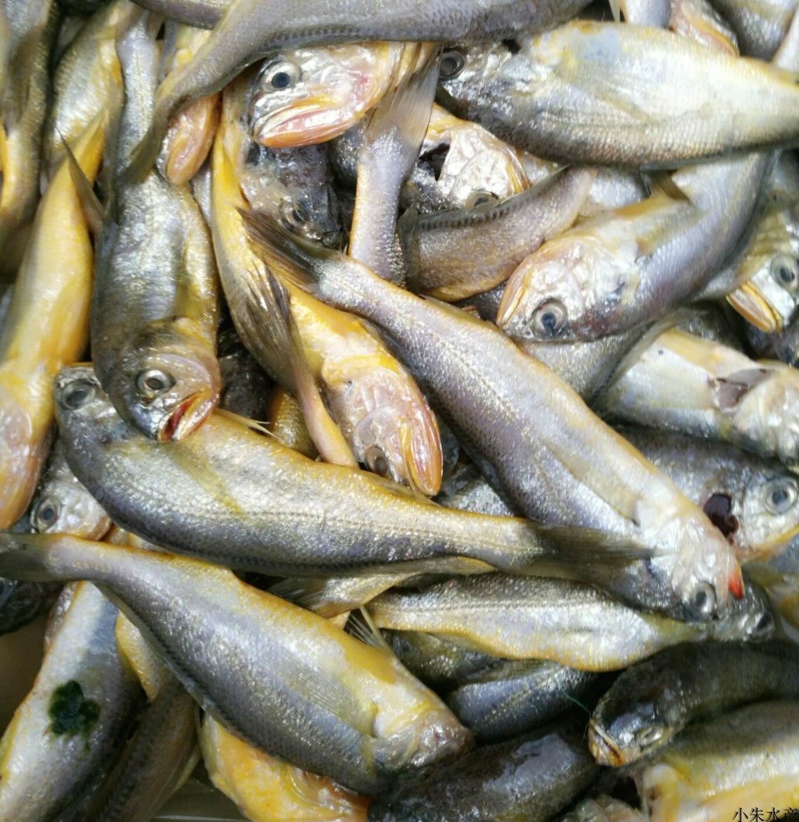 南通如东洋口港海鲜 春鱼 产鲜小黄鱼 新鲜小黄鱼 出水小黄鱼 - 爱购