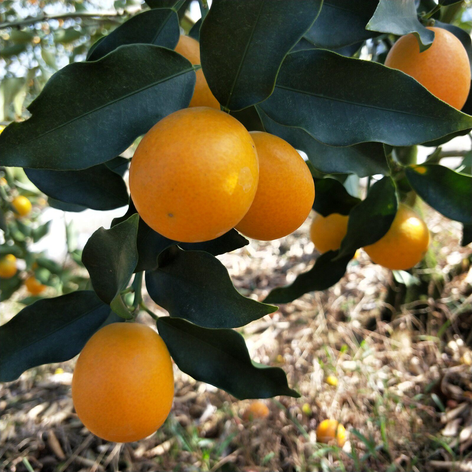 金桔新鲜包邮黄色水果广西桂林阳朔油皮脆皮桔子