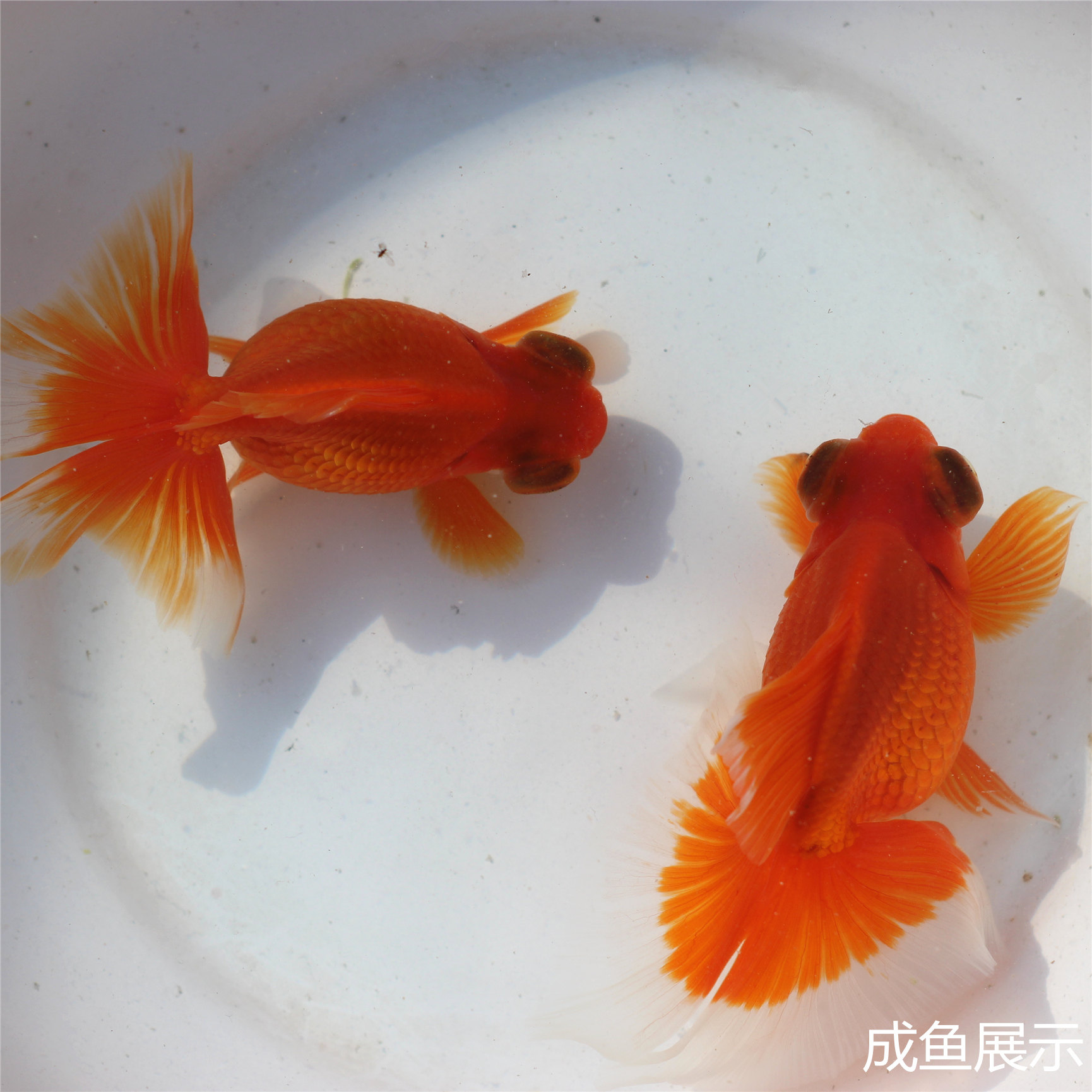 蝶尾五花观赏鱼黑白黑白熊熊猫冷水花红白蝶冷水鱼鱼