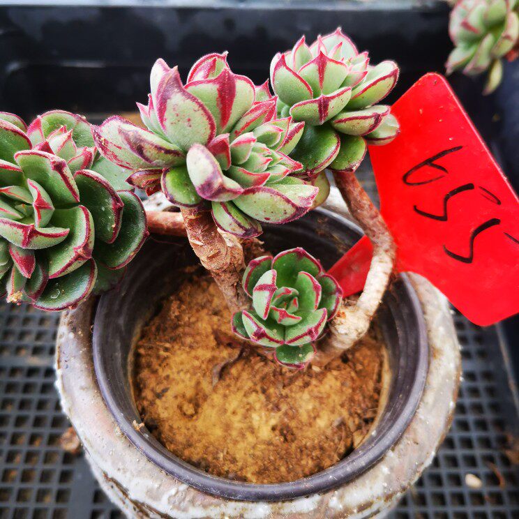 老桩梅丽格群生百合丽丽丹尼尔货稀有多多肉植物