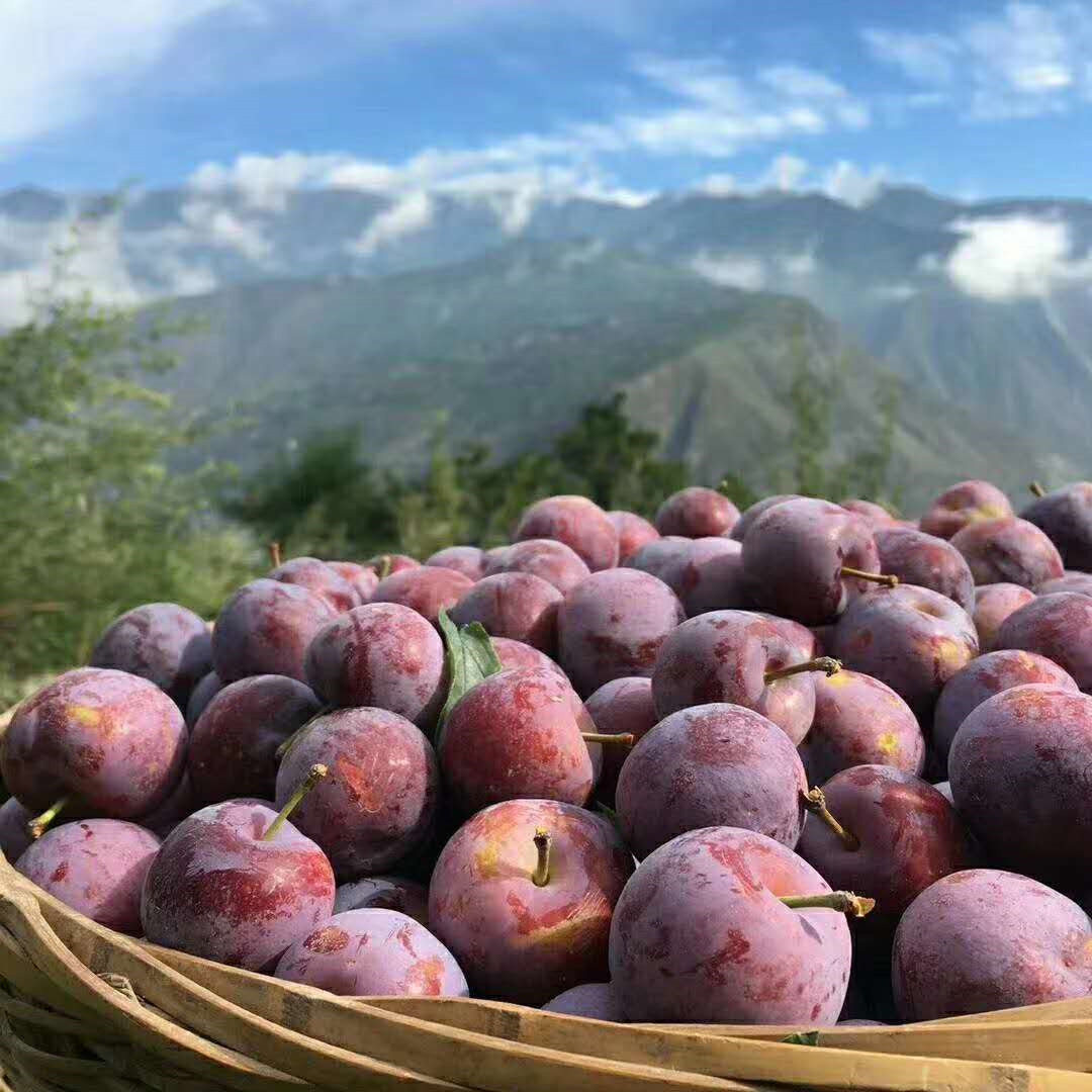 四川汶川茂县红脆李子脆红李脱骨孕妇新鲜水果李子