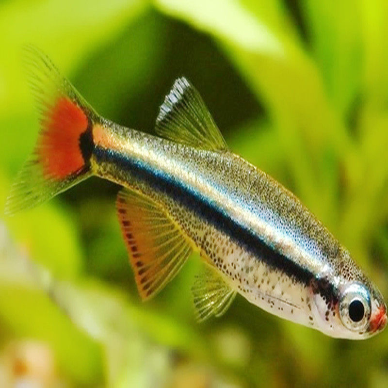热带观赏鱼银球灯红尾金丝黄化金丝好养练手冷水群游淡水活体小型