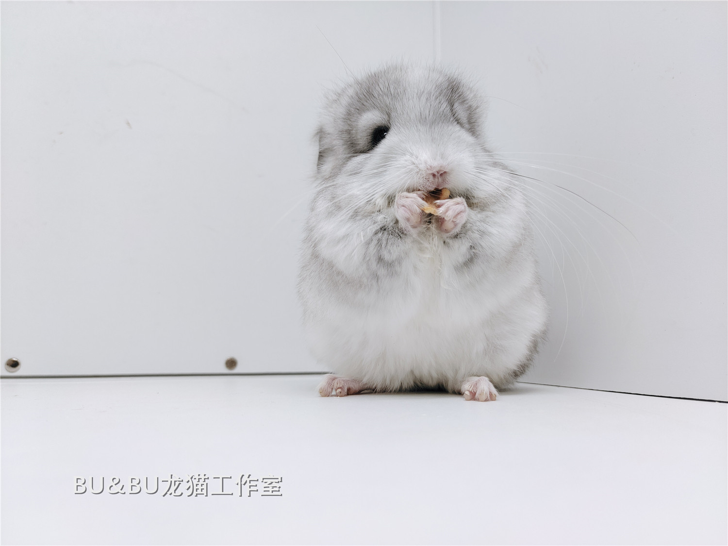 龙猫322生宠物活物活体长毛银斑ddbubu工作室其它玩具