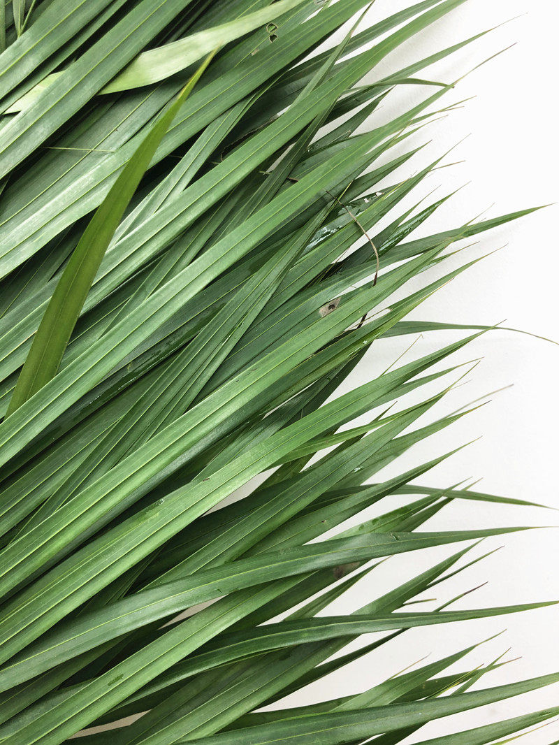 叶子鲜切散尾凤尾竹叶一扎10枝北京花卉市场鲜花速递鲜花速递同城