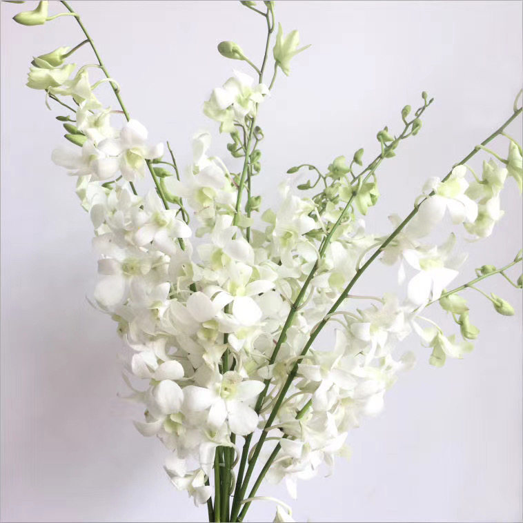 泰国多款 洋兰鲜花 热带花卉婚礼捧花家居生活插花diy生日礼物速递