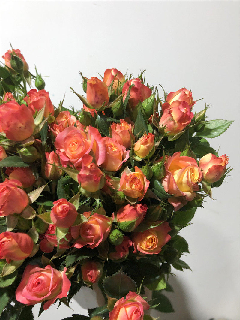 狂欢泡泡多头玫瑰橙色蔷薇生日爱情礼物家庭鲜花速递同城