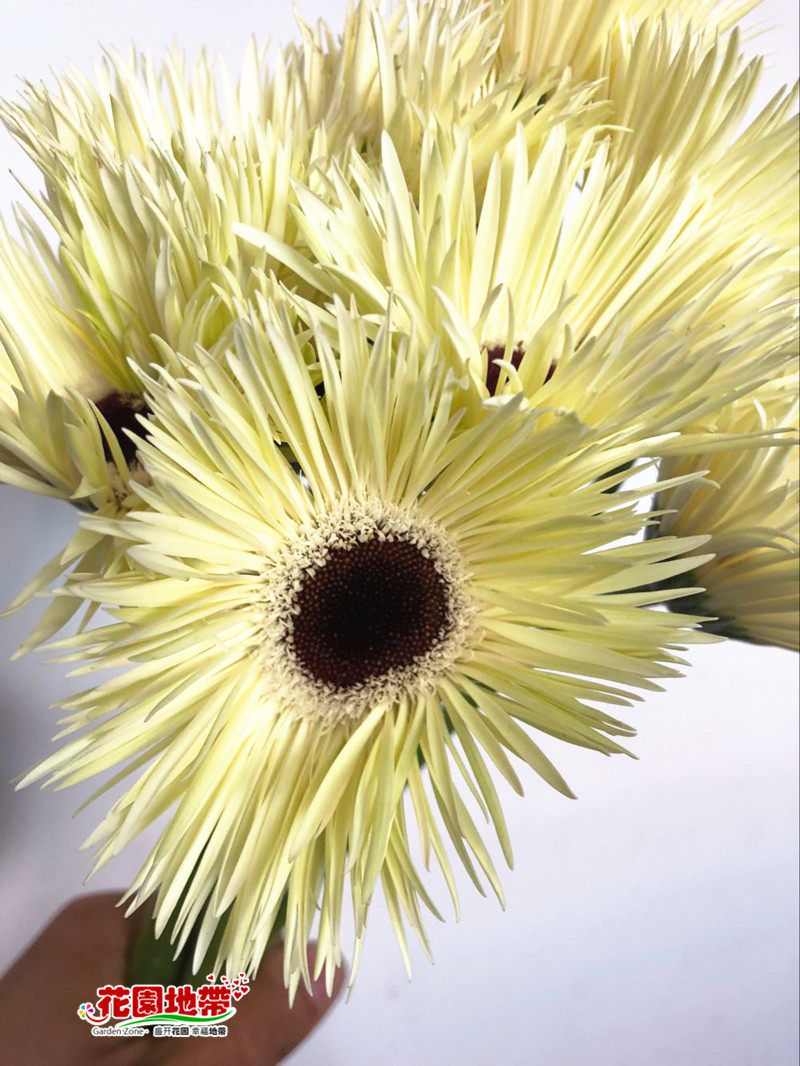 拉丝白色太阳花扶郎鲜花生日爱情礼物插花同城鲜花速递同城