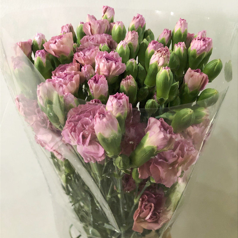 野马多头康乃馨稀有品种多母亲女友生日礼物家庭鲜花速递同城