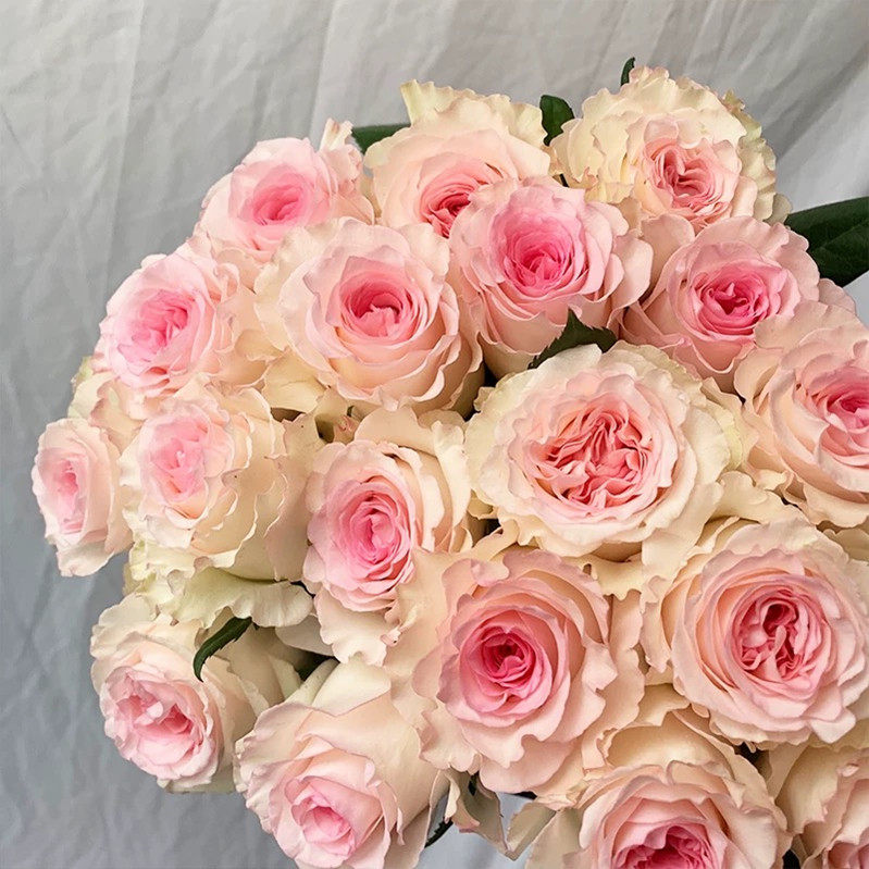 天使粉色玫瑰洛神高端花卉家居办公室花艺插花鲜花速递(同城)