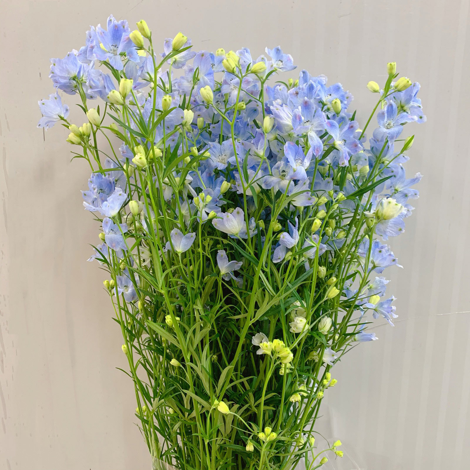 小飞燕飞燕草鲜花云南直发昆明直批基地斗南花市鲜花速递同城