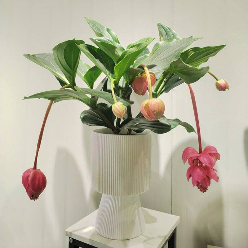 宝莲灯高档盆栽花苞武汉喜庆年宵花卉室内客厅大型绿植