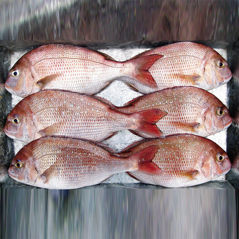 海鱼新鲜加吉深海鱼刺身生鱼片鲜海鲷鱼斑加其它