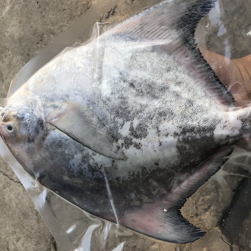 中国鲳鱼斗鲳大平平鱼海鱼鲜活海鲜水产顺丰鲳鱼