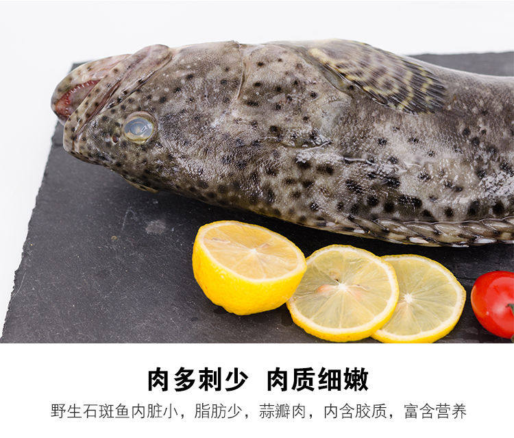 鲜活三斤石斑鱼鱼生龙胆捕活鲜活海速冻水产海鲜斑鱼