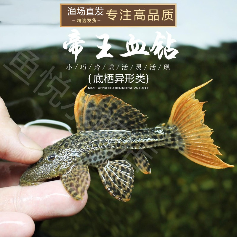 异型l600帝王血钻异形活体观赏鱼工具稀有坦克鱼