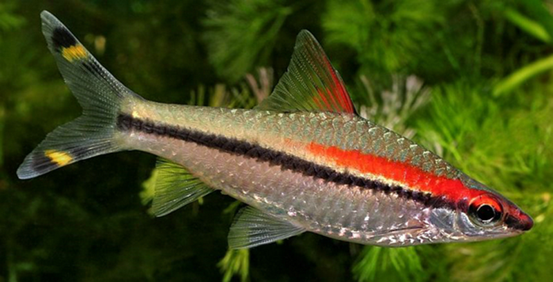 热带观赏鱼一眉道人淡水淡水鱼鱼草缸群游鱼好养鱼