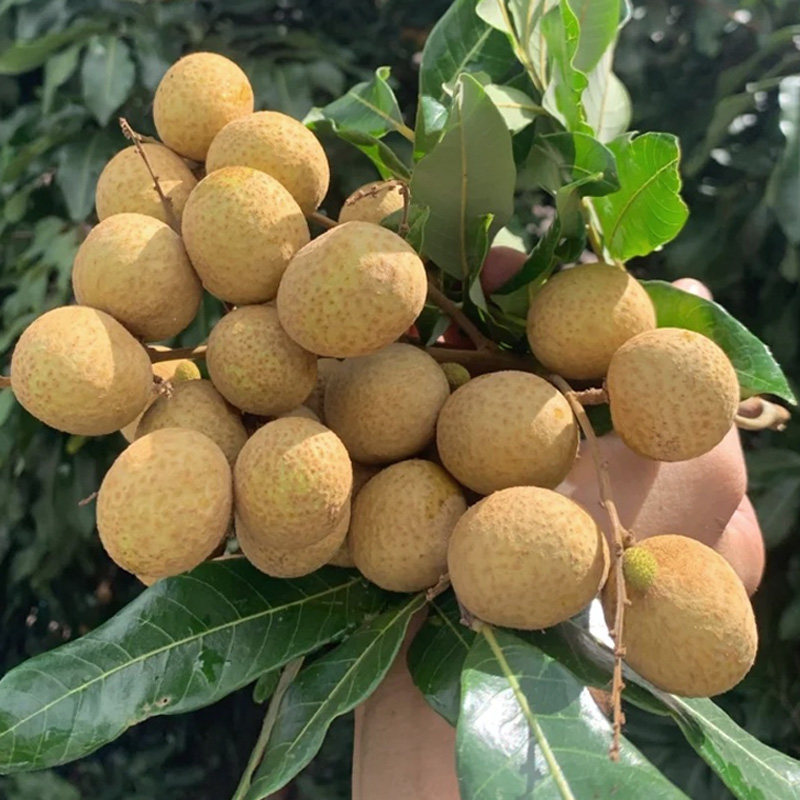 石硖龙眼新鲜5斤桂圆当季水果现摘现发储良龙眼