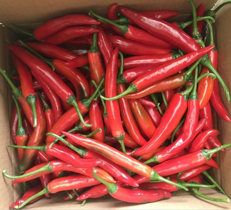 红辣椒尖椒美人新鲜全红杭椒线椒辣椒酱荆条辣椒