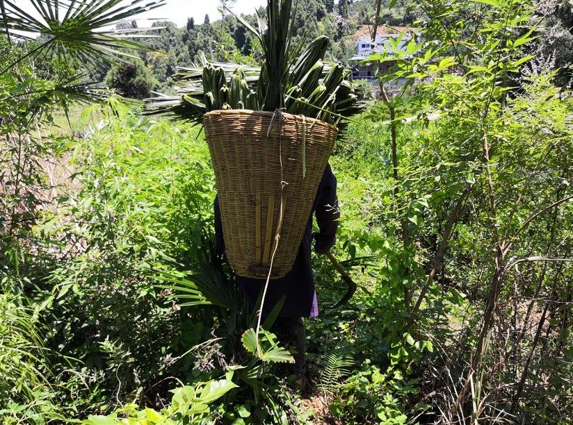 棕榈树现砍嫩叶大叶材料棕编粽子现发包粽子叶片树叶