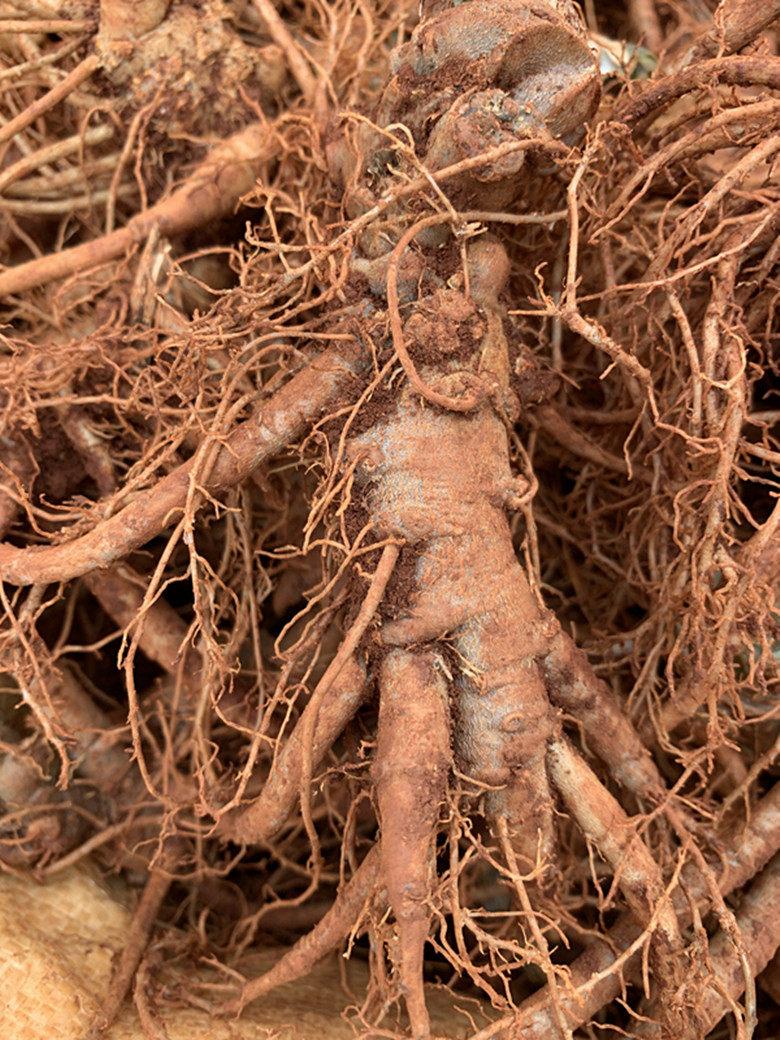 三七云南2021年新鲜包邮500克10头文山乡山乡野生三七