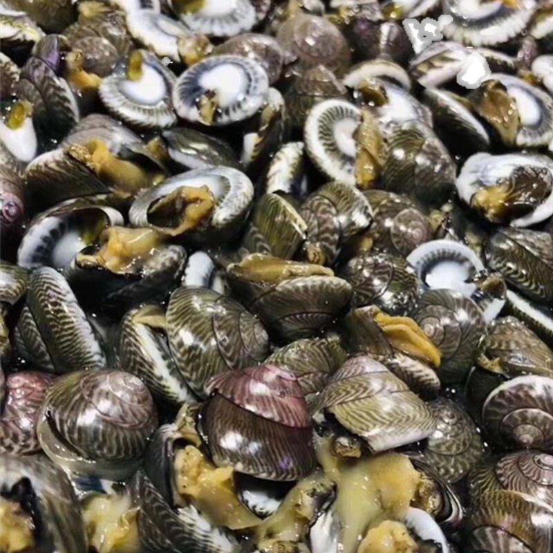 大连钱儿海锥海螺海牛小玻璃瓜子钱螺海大海海鲜其它