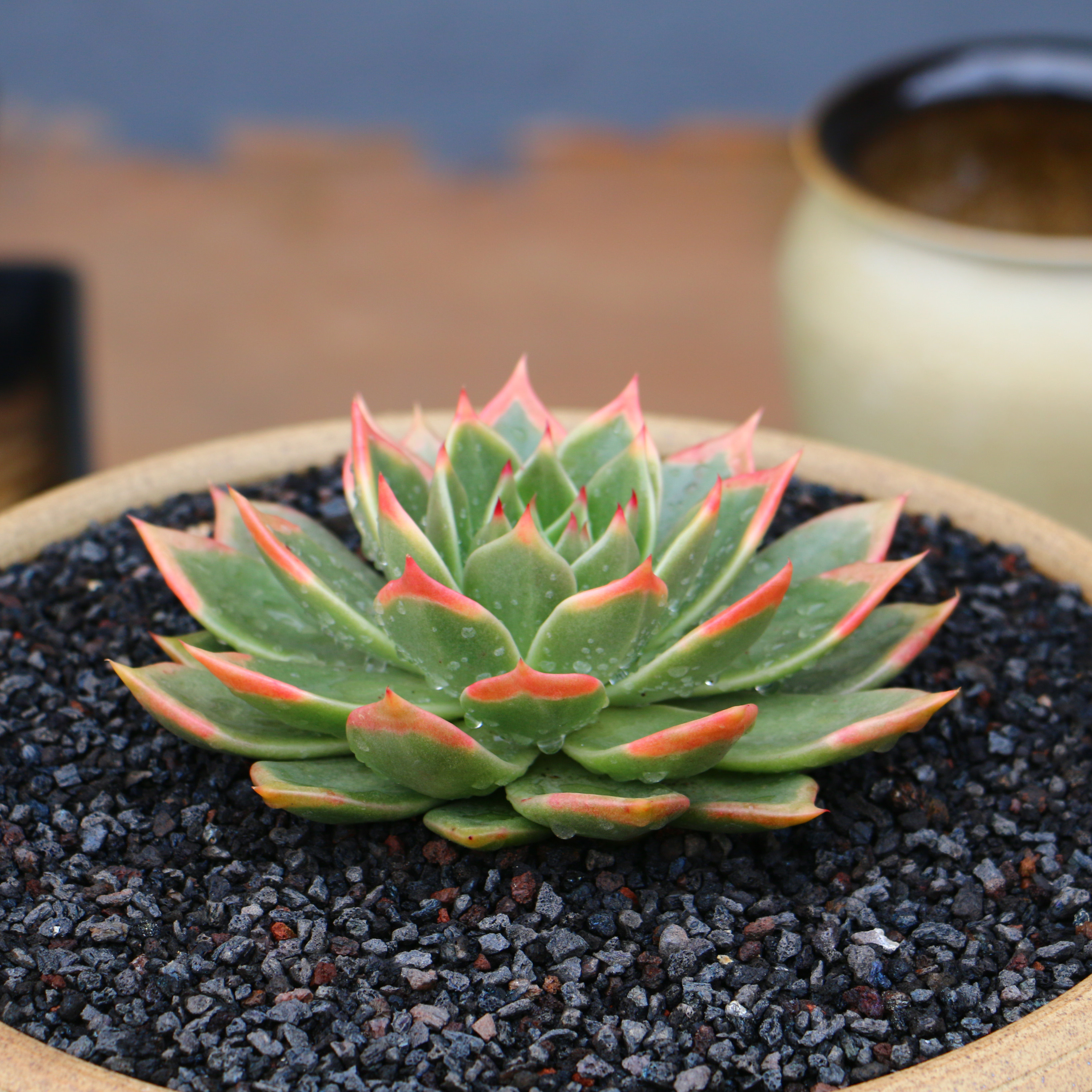 韩货品种稀有新品杂交高端熙凤乌木盆栽组合多肉植物