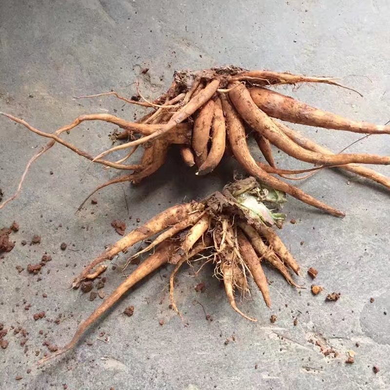 大蓟根野外刺儿菜大蓟草新鲜刺蓟奶蓟鲜现500g其他药食同源食品