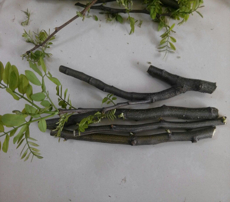 新鲜槐树枝洋槐枝新鲜国槐树枝槐树叶槐树皮现采入药