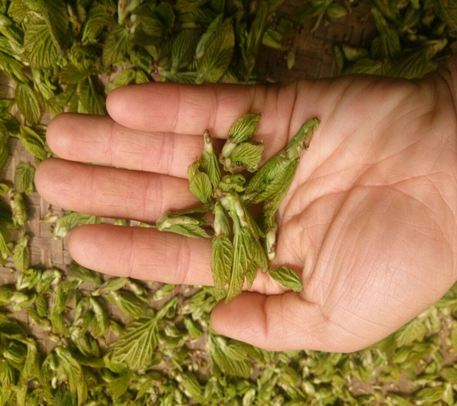 桑叶桑芽新货茶食食用正品野外嫩芽春茶扬州桑叶