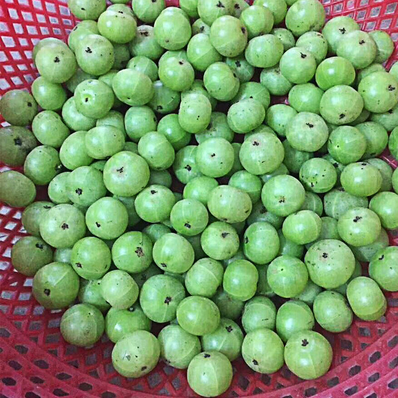 余甘果新鲜潮汕油柑果酸水果1斤金灶橄榄可吃其它