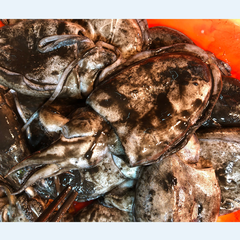 当天野生花枝鱼花鱼目墨斗鱼墨斗乌贼纯天然天海冷冻墨鱼